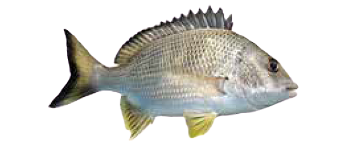 Yellowfin Bream